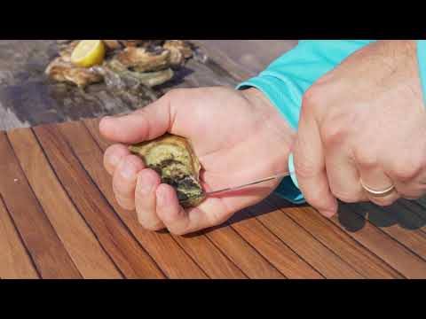 Toadfish Put 'Em Back Oyster Knife